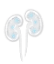 image of kidney